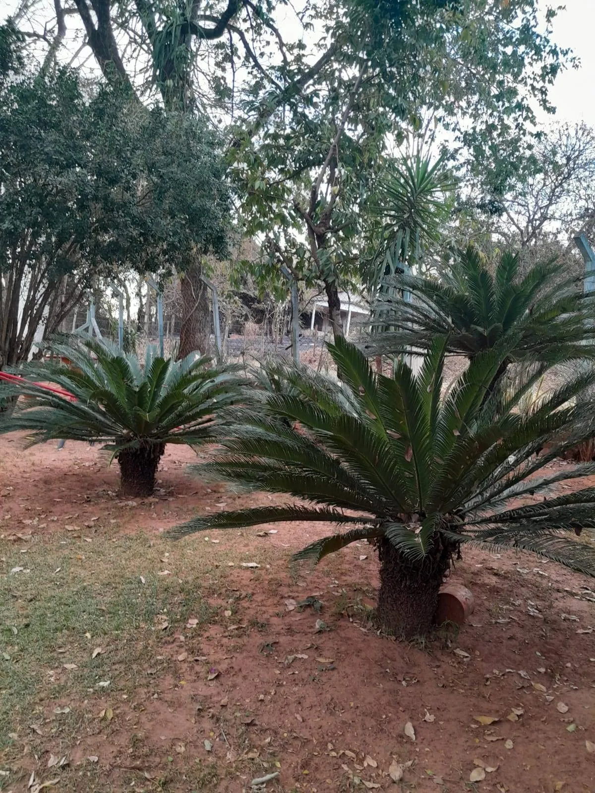 Fazenda / Sítio / Chácara com 1 quarto à venda, 1600m² — foto 16 de 17