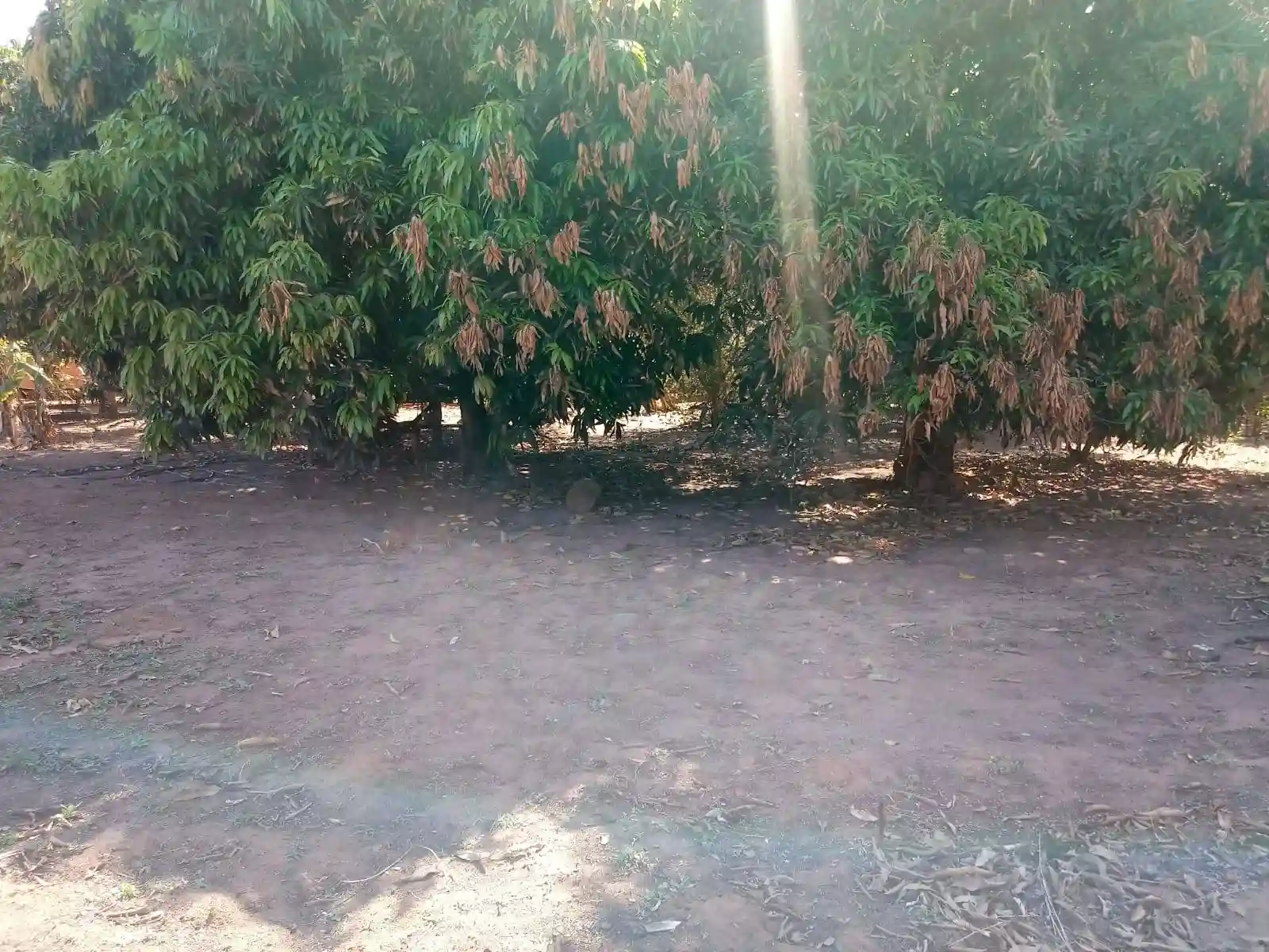 Fazenda / Sítio / Chácara  à venda, 2000m² — foto 15 de 21