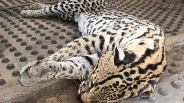 Jaguatirica morreu após ser atropelada (Colaboração/Leitor)