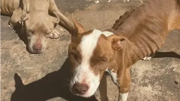 Dois pitbulls resgatados estavam desnutridos, e um terceiro foi encontrado morto (Secretaria do Bem-Estar Animal)