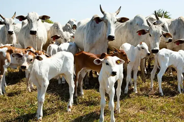 Pecuaristas da região estão otimistas com a valorização dos bovinos (Divulgação)