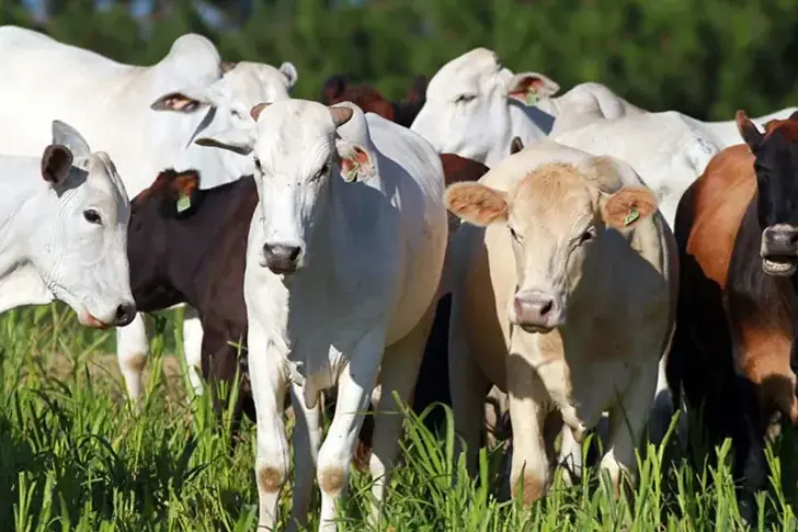 Thumbnail description