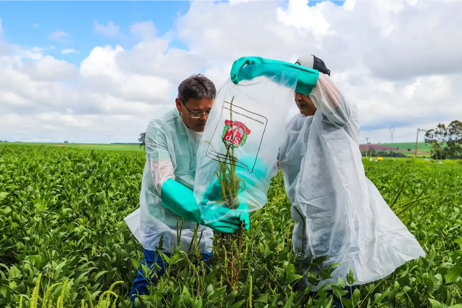Caruru-gigante é detectado pela primeira vez em plantação de Mirassol
