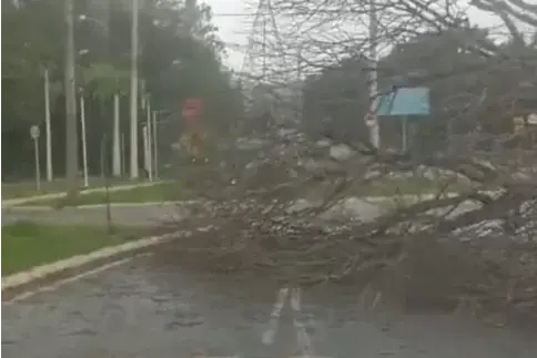 Vento intenso faz árvore cair na avenida de Maio em Rio Preto