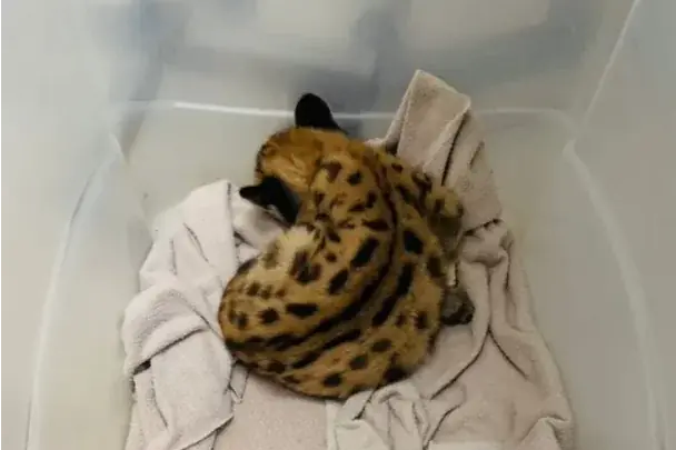 Filhote de onça-parda resgatado em Cardoso é levado para o Zoobotânico de Rio Preto