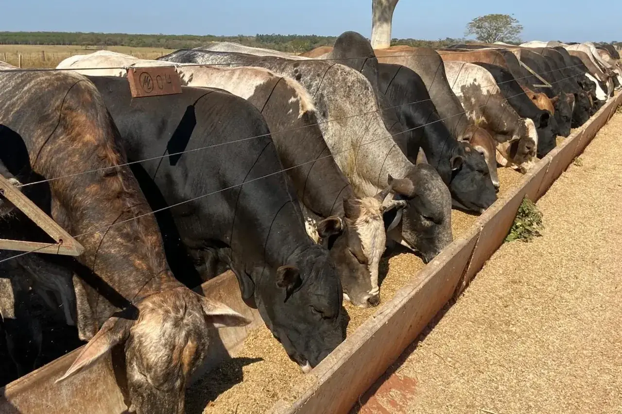 A nutrição é uma estratégia adotada que aumenta a competitividade da pecuária de corte (Divulgação)