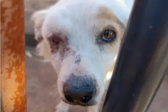 Cachorra morre e tutora é detida após denúncias de maus-tratos em Rio Preto