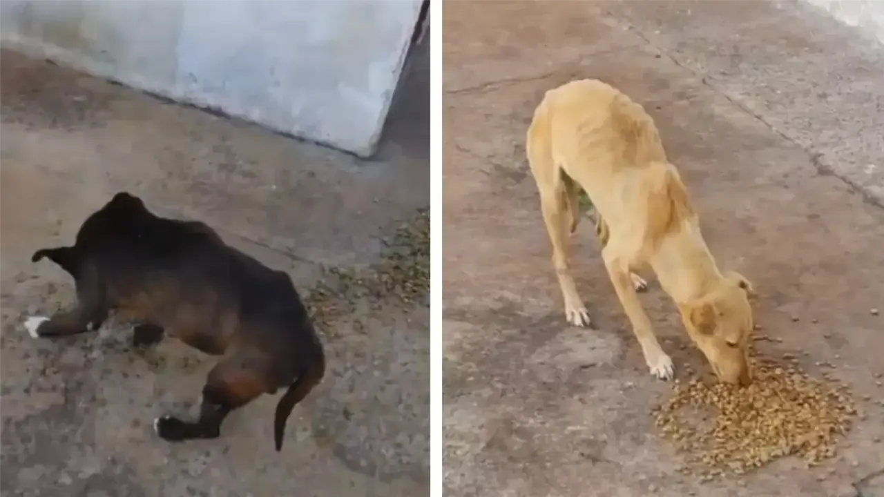 Os cães estavam com sinais evidentes de desnutrição (Secretaria do Bem-Estar Animal)