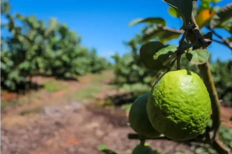 Plantios de goiaba se destacam no Noroeste paulista (Divulgação)
