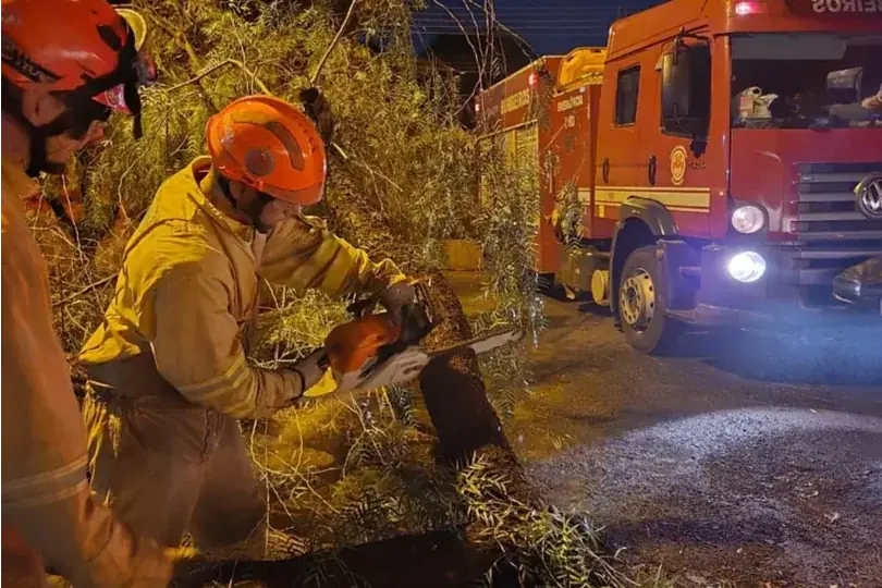 Chuvas provocam 13 quedas de árvores em Rio Preto