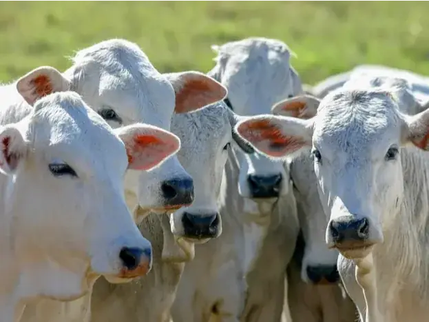 Pecuária de corte regional tem maior impacto com tarifaço dos EUA (Divulgação)