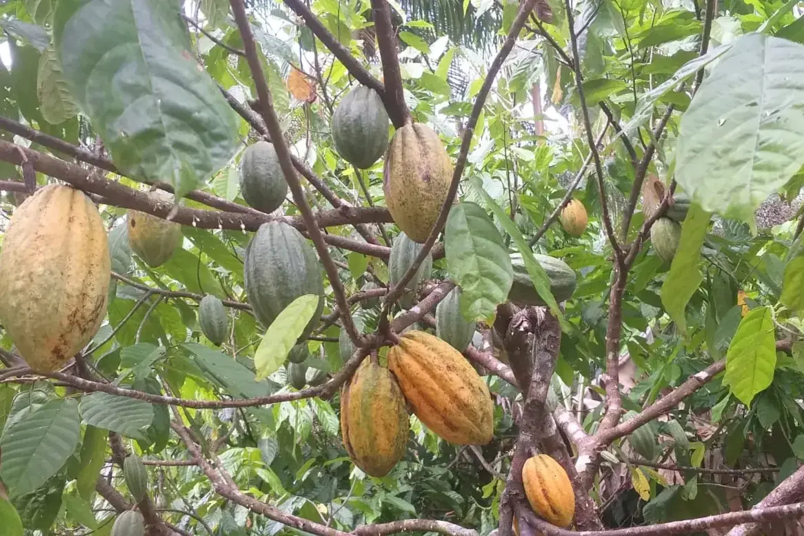 Cacau expande área sustentável de plantios com pesquisa