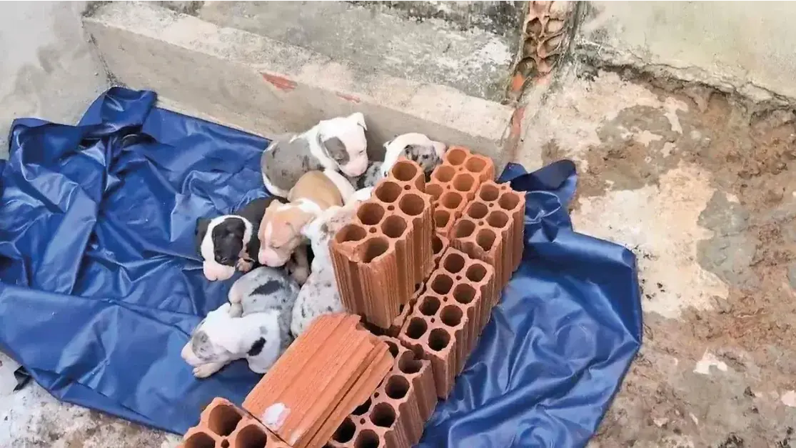 Filhotes de pit bull estavam separados da mãe e expostos ao frio (Divulgação/Prefeitura de Rio Preto)