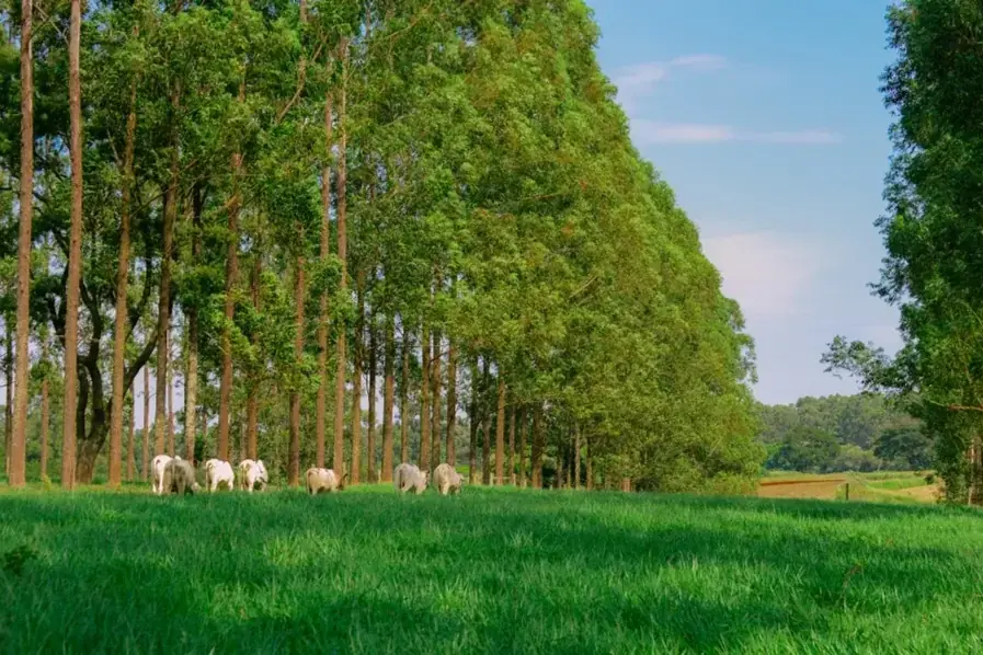 Thumbnail description