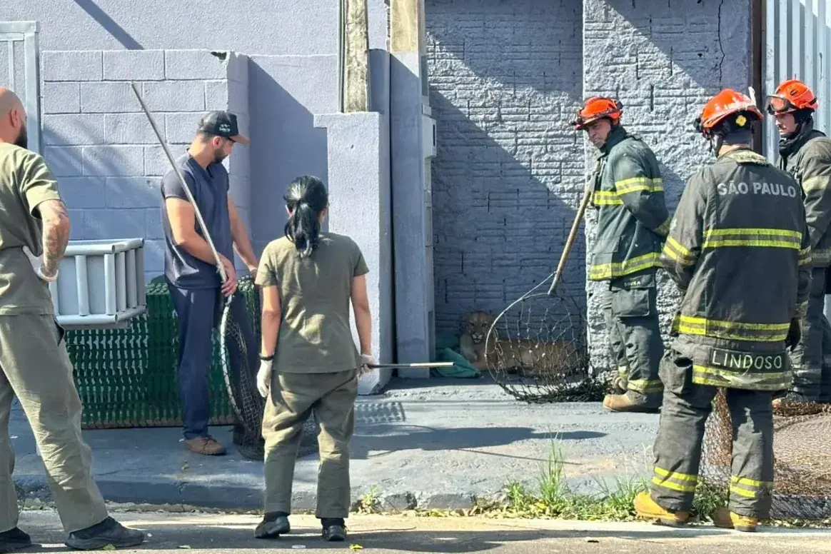 Macho de onça-parda capturado em Cedral é levado para o Zoobotânico