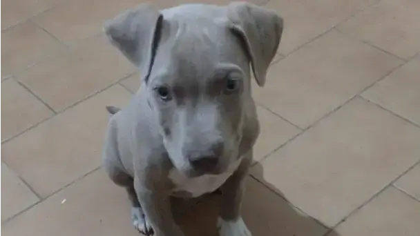 Pit bull foi furtado durante a madrugada de terça-feira, 29 (Arquivo pessoal)