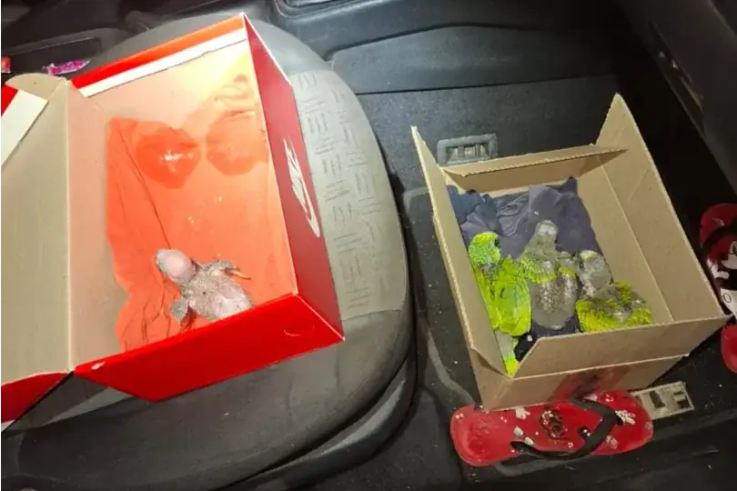 Polícia Ambiental resgata filhotes de papagaio vendidos ilegalmente
em Catanduva
