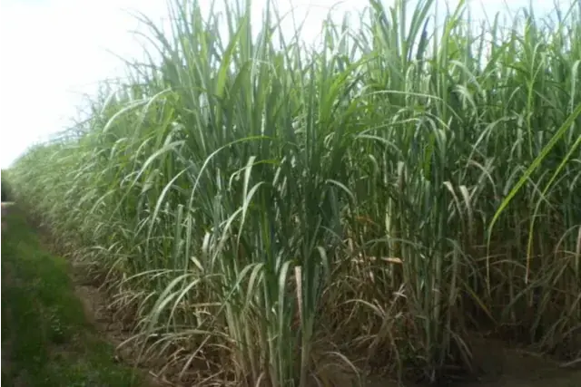 Thumbnail description