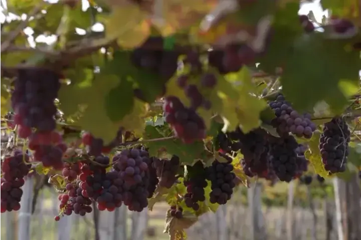 Uvas para produção de vinhos avança na região (Divulgação)