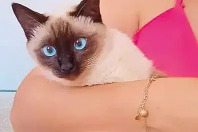 Gata fica ‘detida’ em abrigo do Bem-Estar Animal de Rio Preto após tutores fingirem que ela era de rua