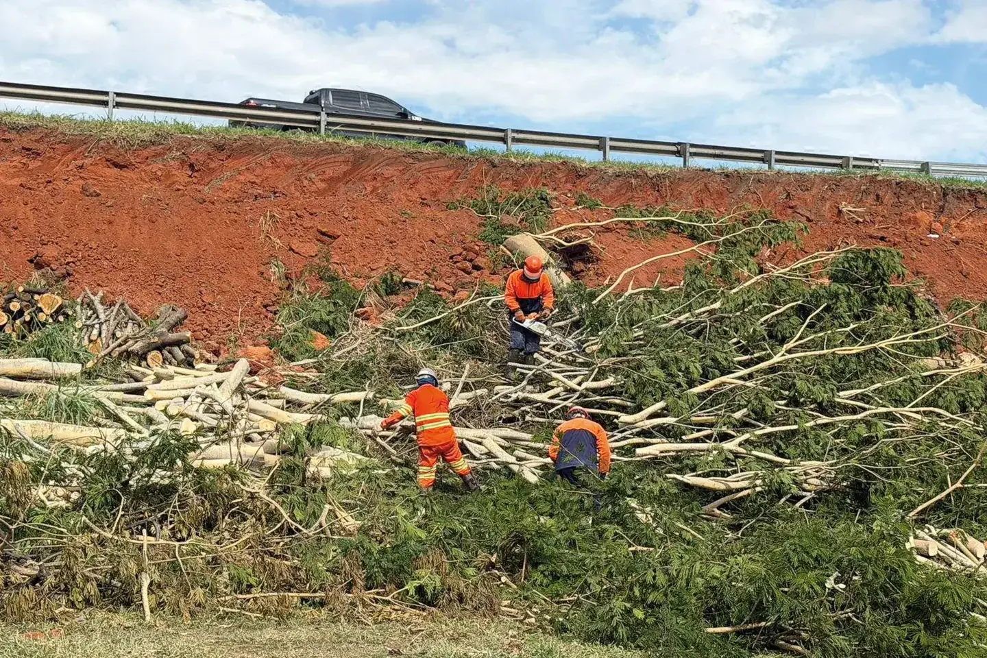 Obras da 3ª faixa eliminam 73 espécies de árvores em Rio Preto