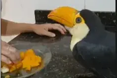 Thumbnail description