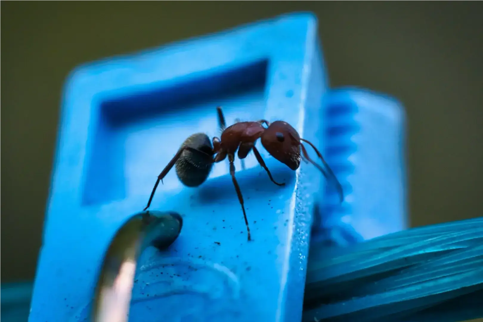 Com a queda de temperatura, as formigas buscam locais aquecidos para se abrigar do frio; veja como evitar infestação (Magnific/Divulgação)
