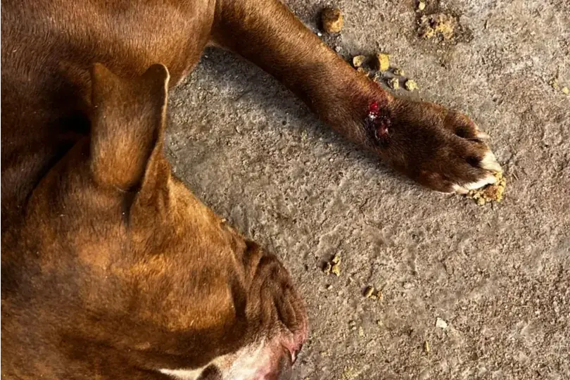 Cachorro estava debilitado (Secretaria do Bem-estar Animal / Divulgação)