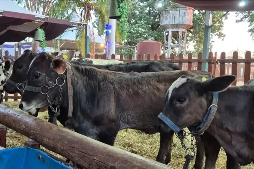 Fazendinha com animais de pequeno porte é uma das atrações (Divulgação)