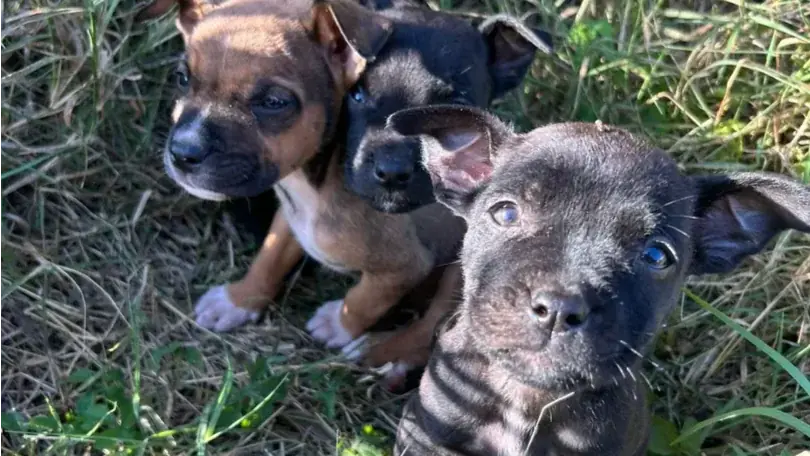 Filhotes abandonados na Vila Toninho (Secretaria de Bem Estar Animal)