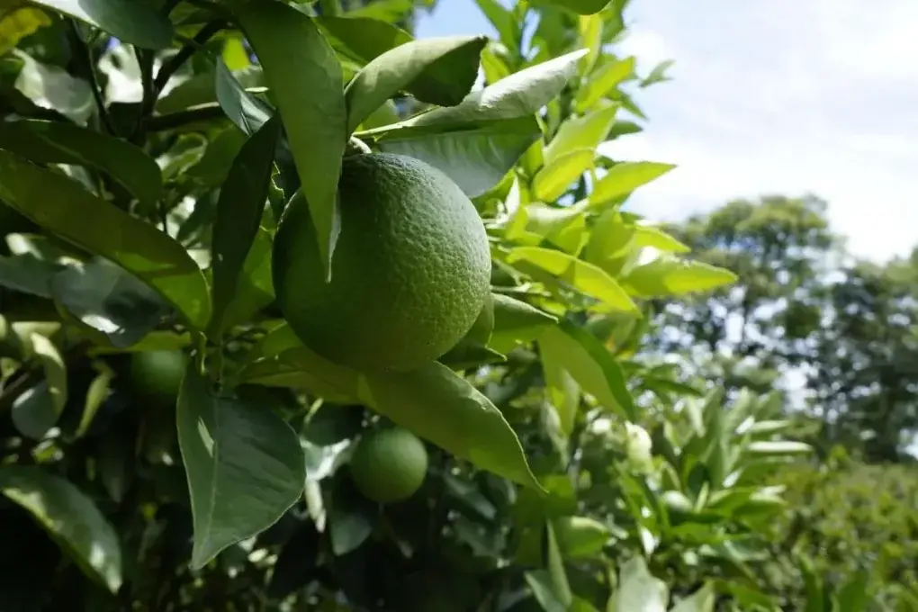Qualidade e preço afetam produção de limão na região Noroeste