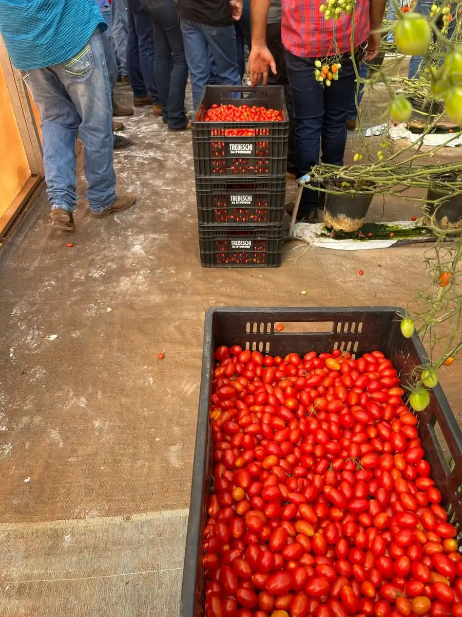 Tomate grape da lavoura de Rafael Martins (Divulgação)