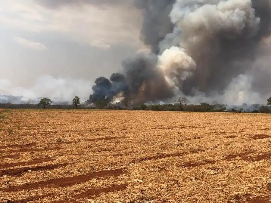 Cana-de-açúcar vem sendo uma das mais prejudicadas com os focos de incêndios (Divulgação)