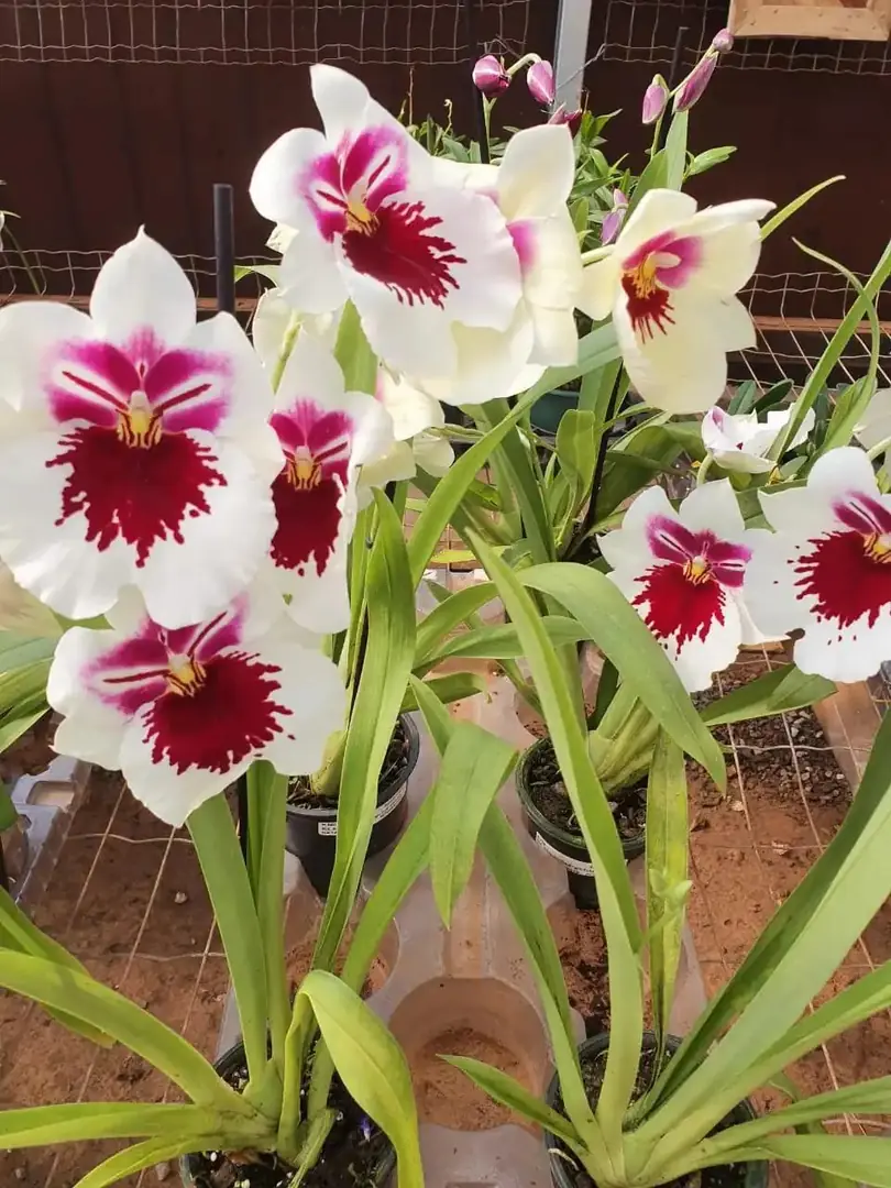 Ceagesp em Flor em Rio Preto: agenda completa até o sábado