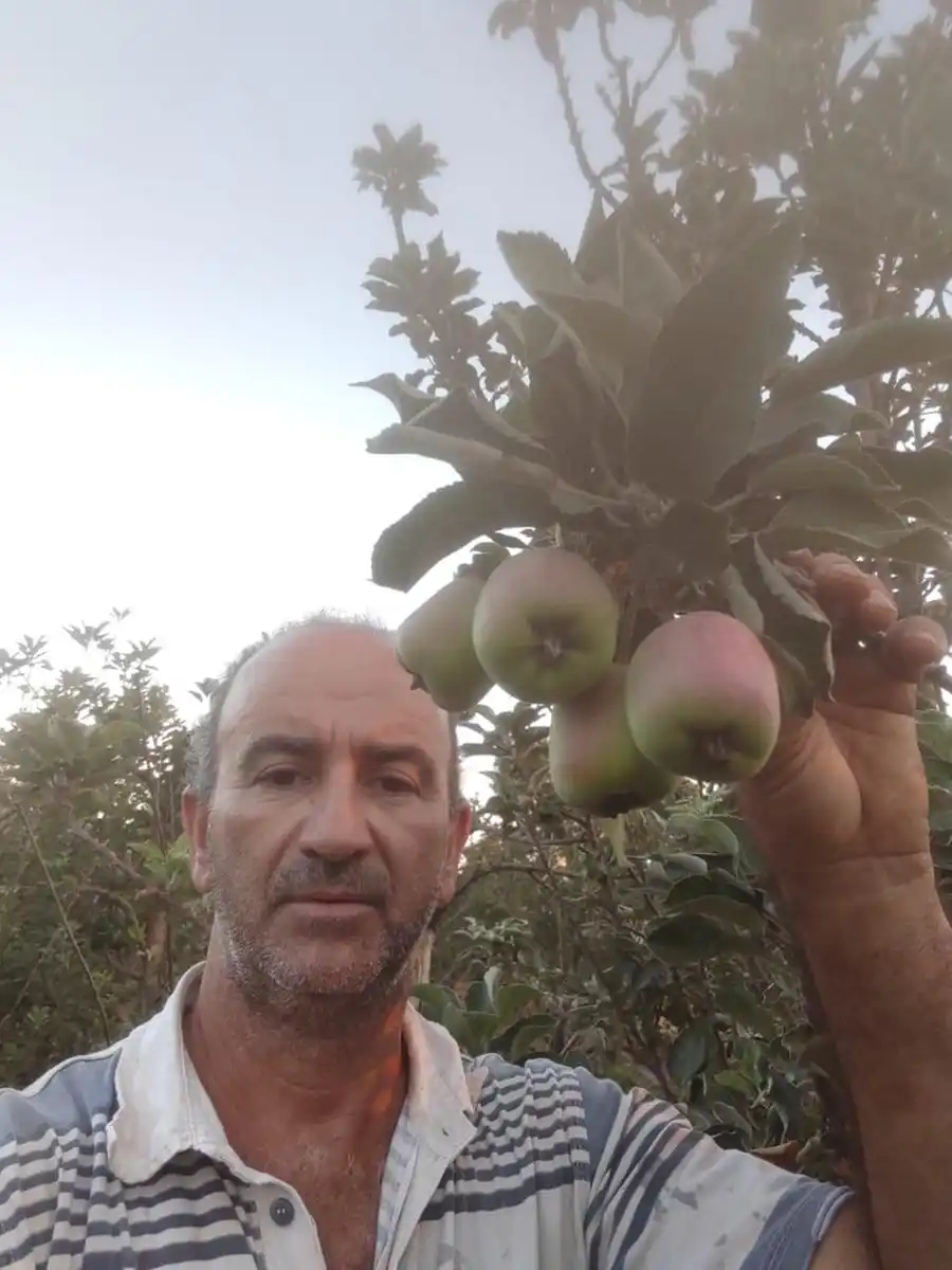 O produtor José Júnior Taroco na produção de maçã na região de Fernandópolis (O produtor José Júnior Taroco na produção de maçã na região de Fernandópolis)