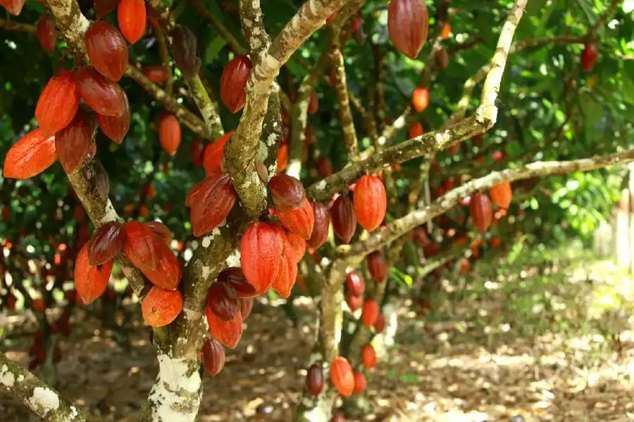 Atualmente são cultivados mais de 200 hectares de cacau na região Noroeste paulista (Divulgação)