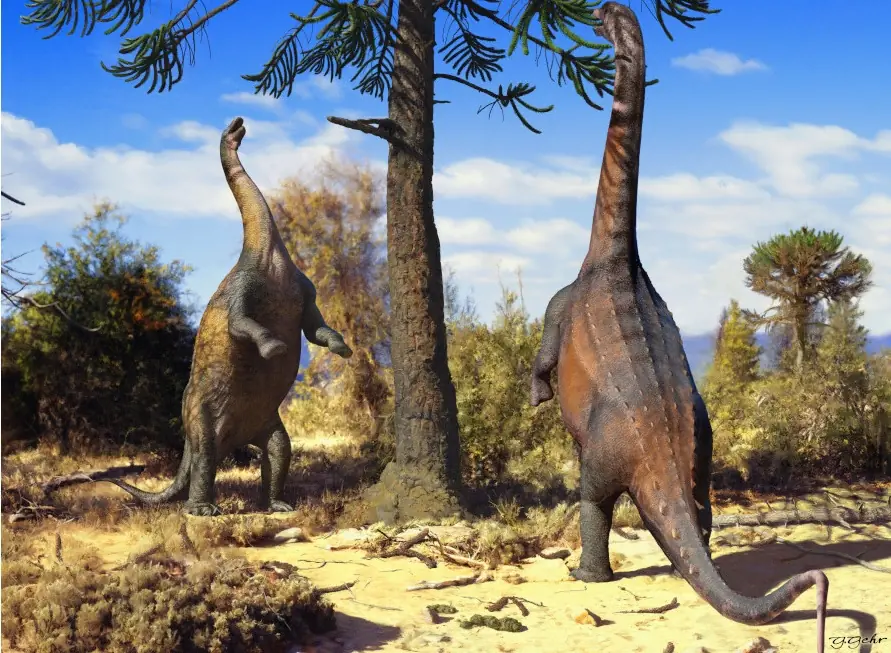Pesquisa de estudante de llha Solteira mostra que dinossauro pescoçudo sul-americano podia ficar de pé sobre duas patas