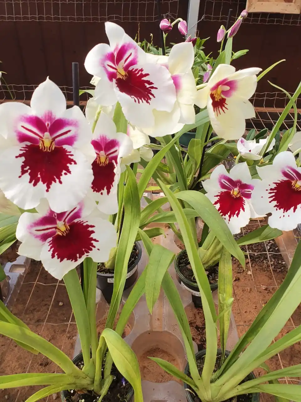 Ceagesp em Flor começa neste sábado em Rio Preto