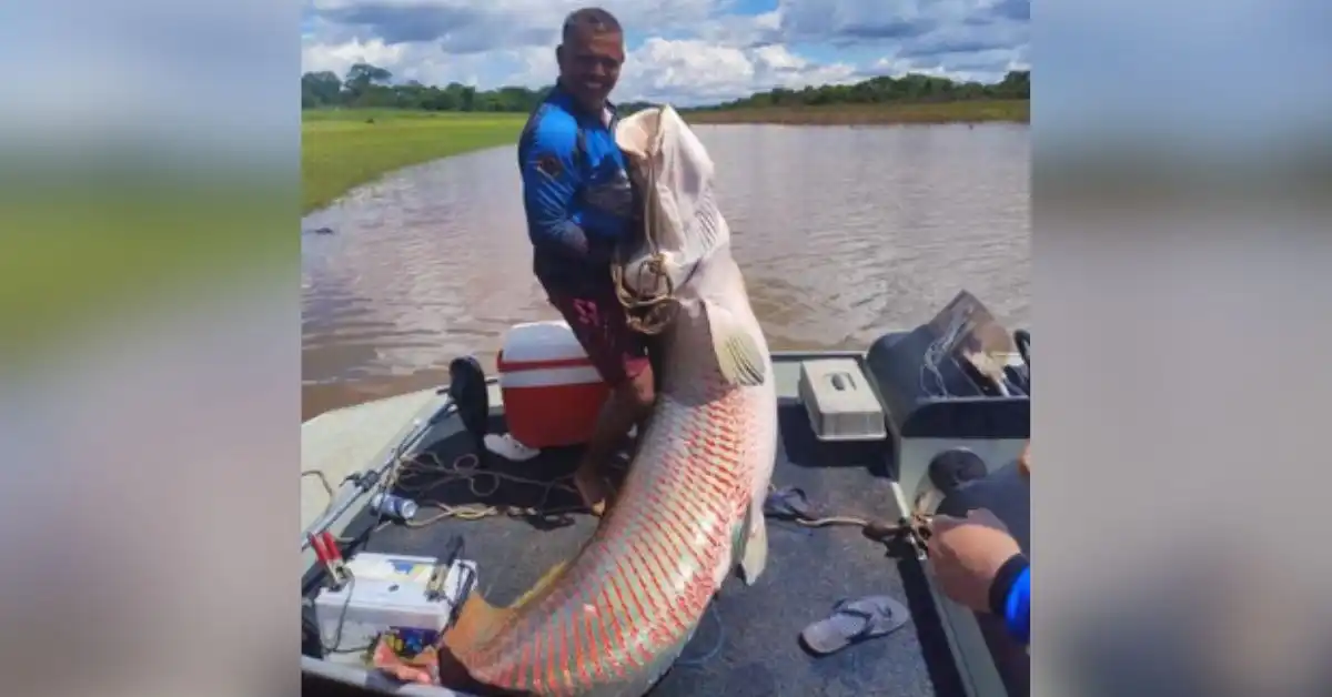 Odair Aparecido Camargo pesca um pirarucu de 133 kg no Rio Grande (Arquivo pessoal)