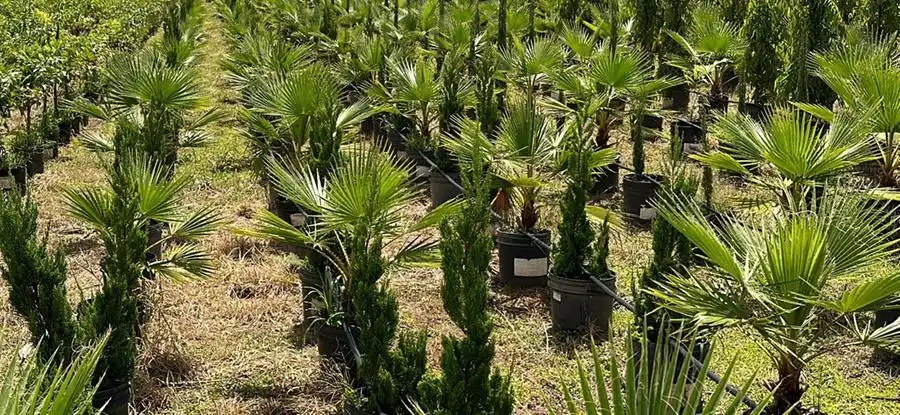Cultivo de palmeiras, da Plant Garden (Divulgação)