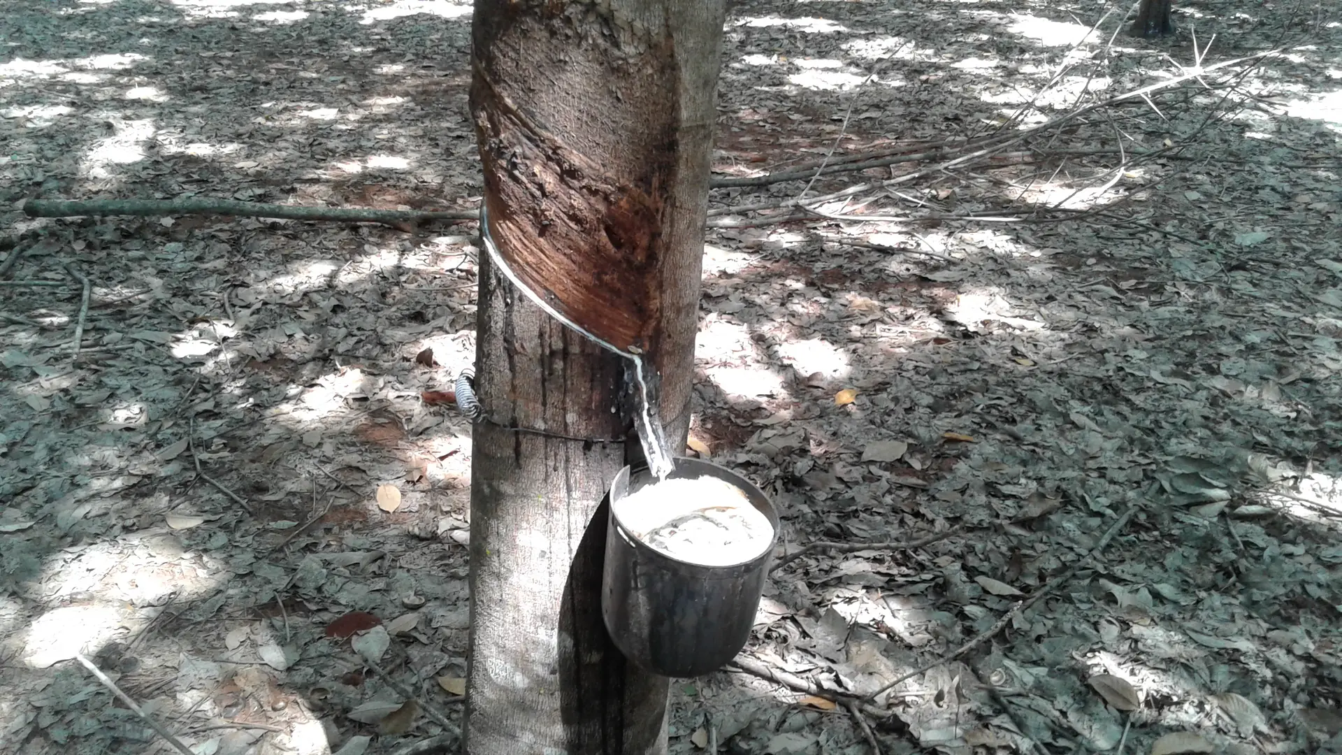 Setor da borracha natural se une para fortalecer a produção