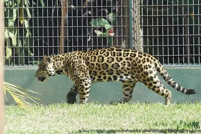 Onça-pintada macho tem 2 anos e 50 quilos: antes de vir para Rio Preto, estava em cativeiro no Pará (Edvaldo Santos 15/7/2025)