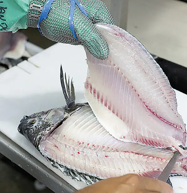 Exportações de tilápia sobem 32% em setembro e chegam a 852 toneladas