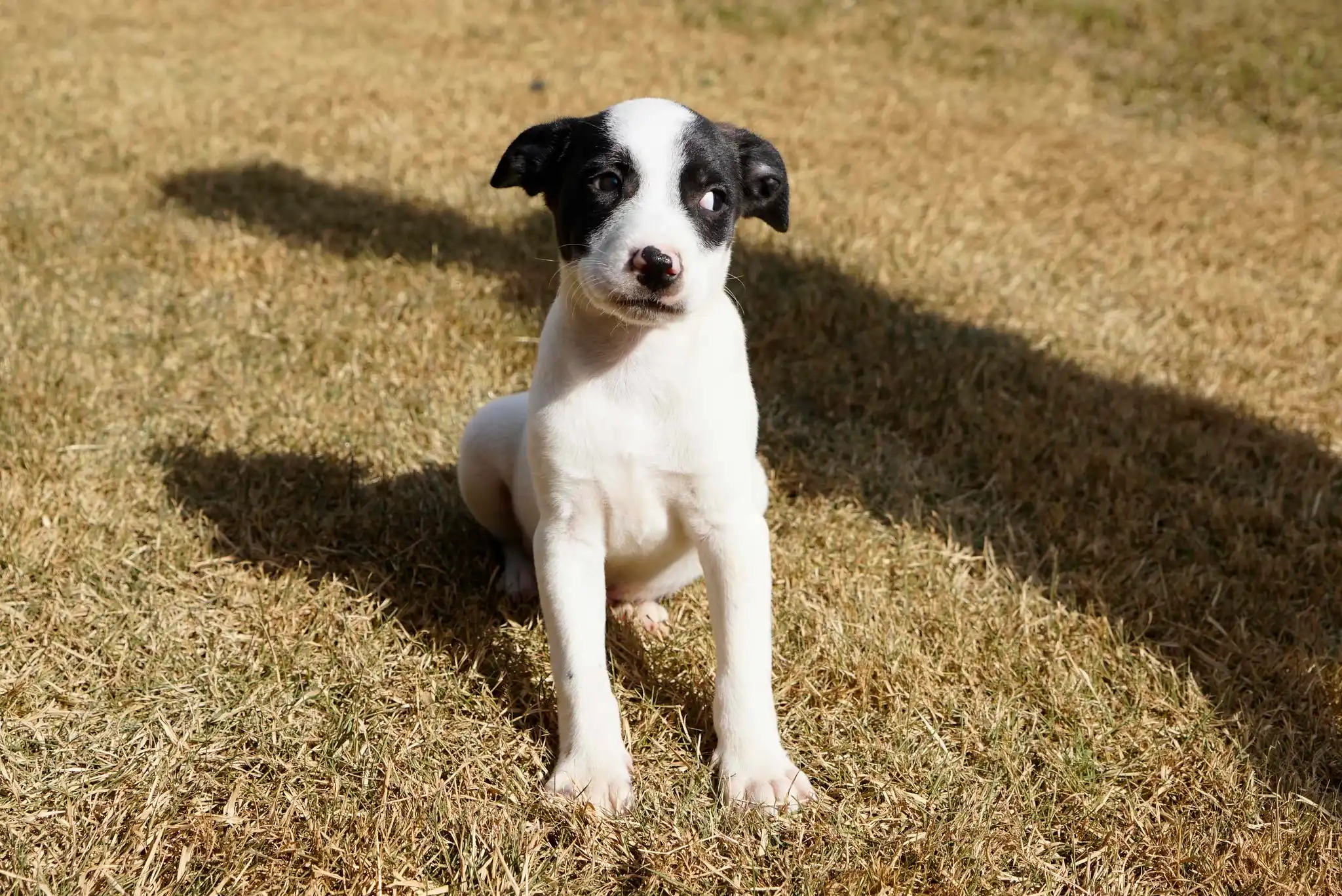 Cães e gatos estarão disponíveis para adoção (Divulgação/Prefeitura de Rio Preto/Arquivo)