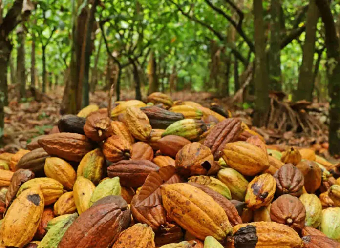 Produção regional de cacau terá integração com açaí e abelhas nativas