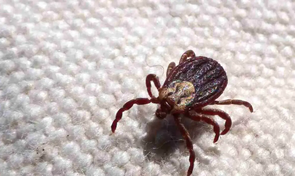 SP registra 18 mortes por febre maculosa em 19 casos confirmados (Agência Brasil)