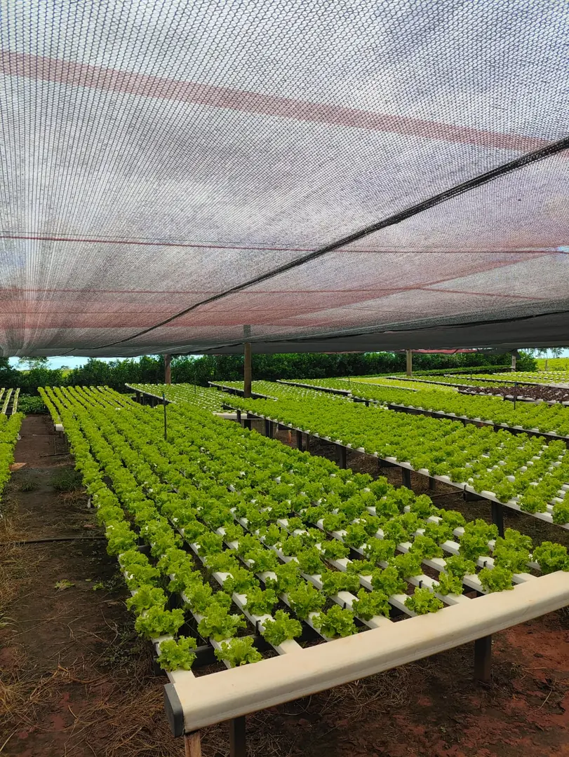 Produtores de hortaliças investem em tecnologia no campo