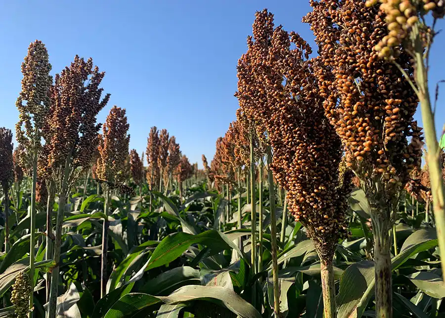 Sorgo é alternativa de plantio na região Noroeste (Divulgação)
