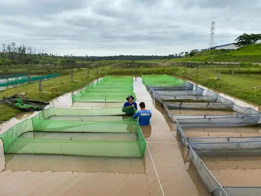 Tanques do Instituto da Pesca receberam investimentos para o desenvolvimento em sanidade da piscicultura (Divulgação)