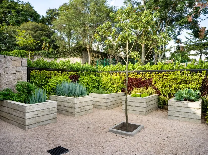 Como plantar árvores frutíferas no jardim sem dor de cabeça